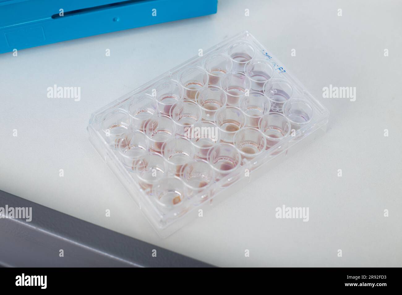 In vitro cellular assay using multi pipette and  well plate  cell culture Stock Photo