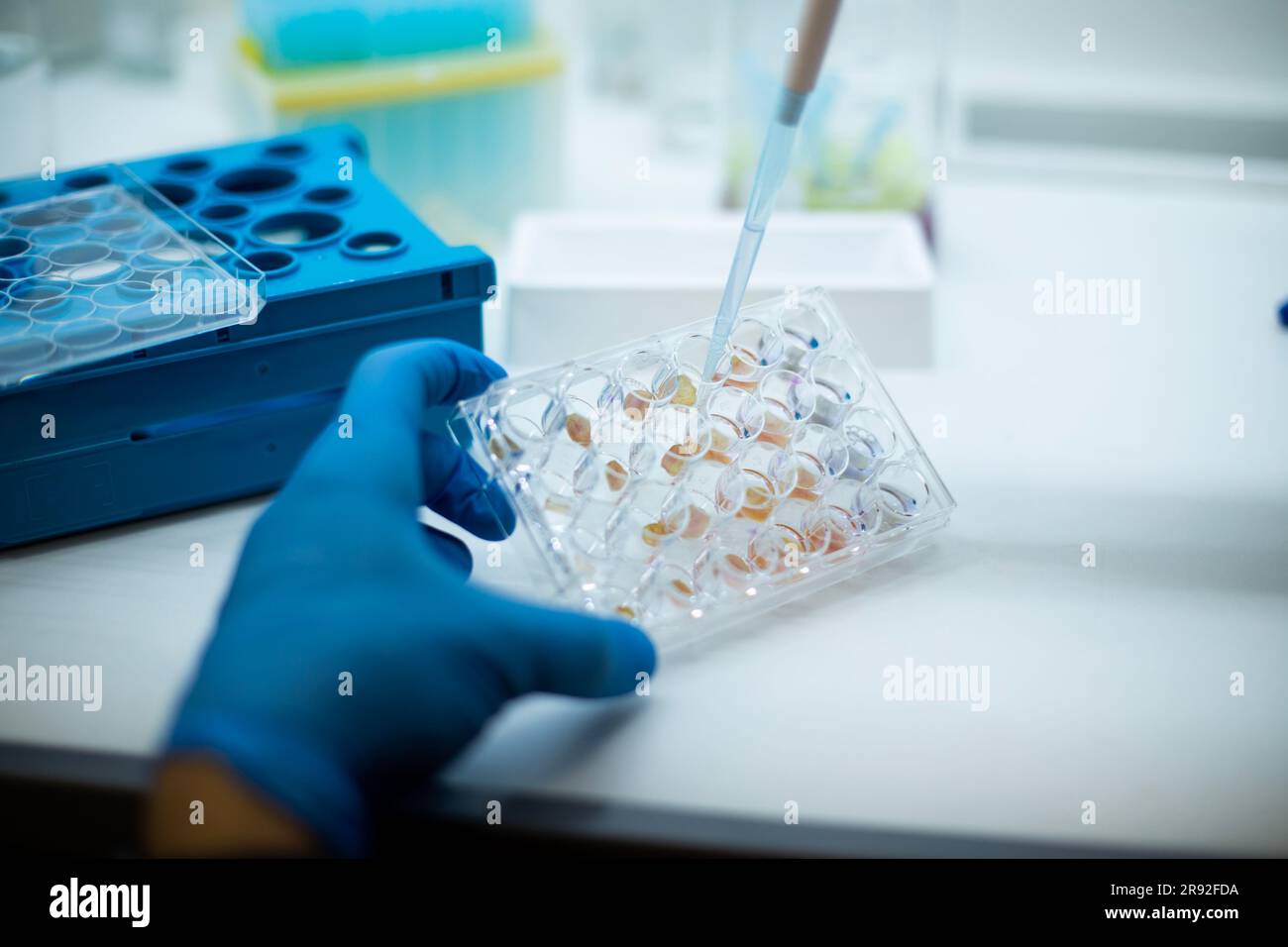 In vitro cellular assay using multi pipette and well plate cell culture ...