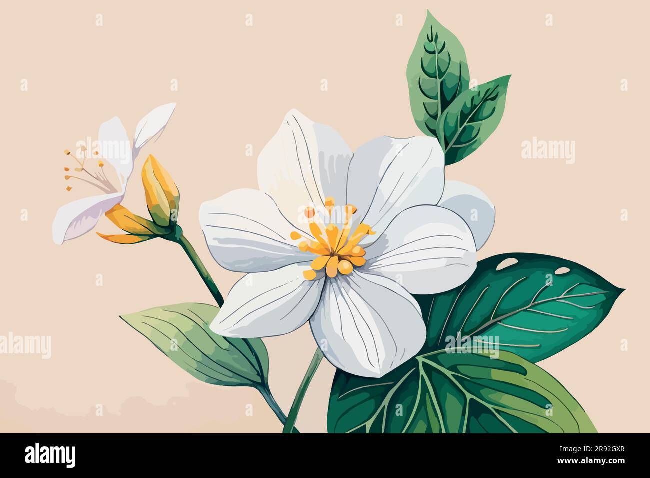 jasmine flower watercolor art Stock Vector Image & Art Alamy