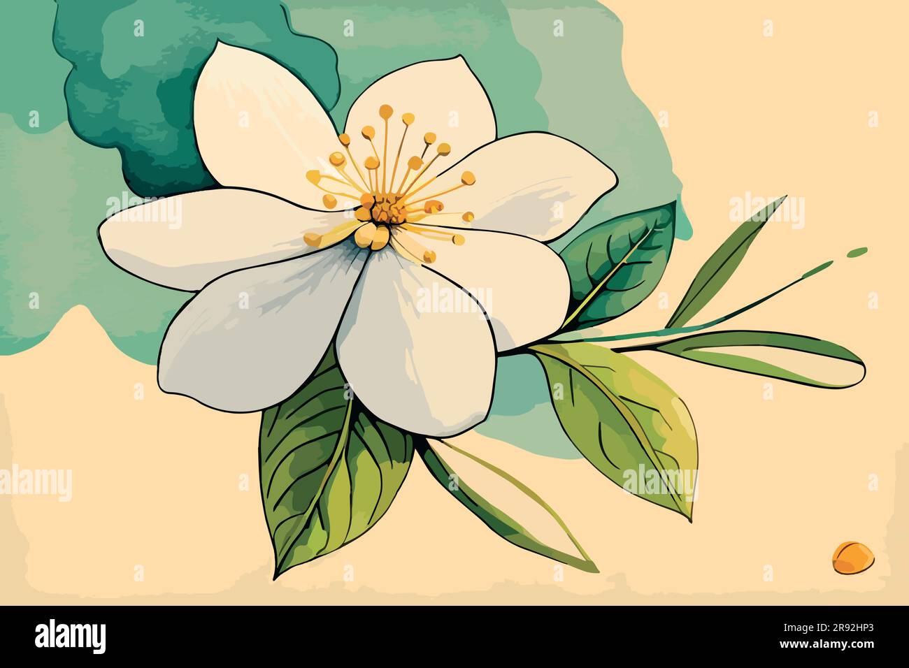 jasmine flower watercolor art Stock Vector Image & Art Alamy