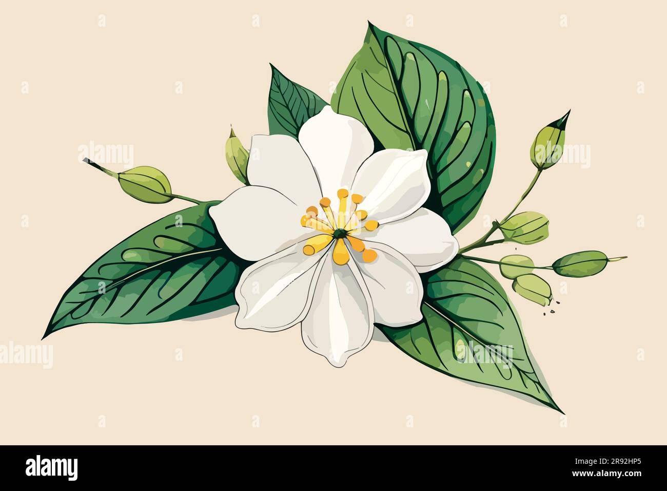 jasmine flower watercolor art Stock Vector Image & Art Alamy