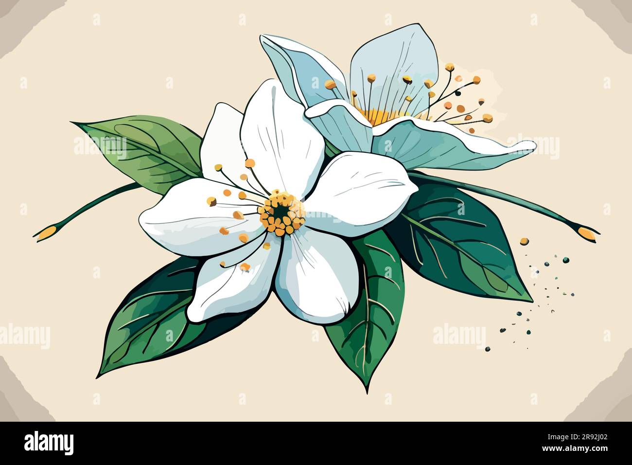 jasmine flower watercolor art Stock Vector Image & Art Alamy