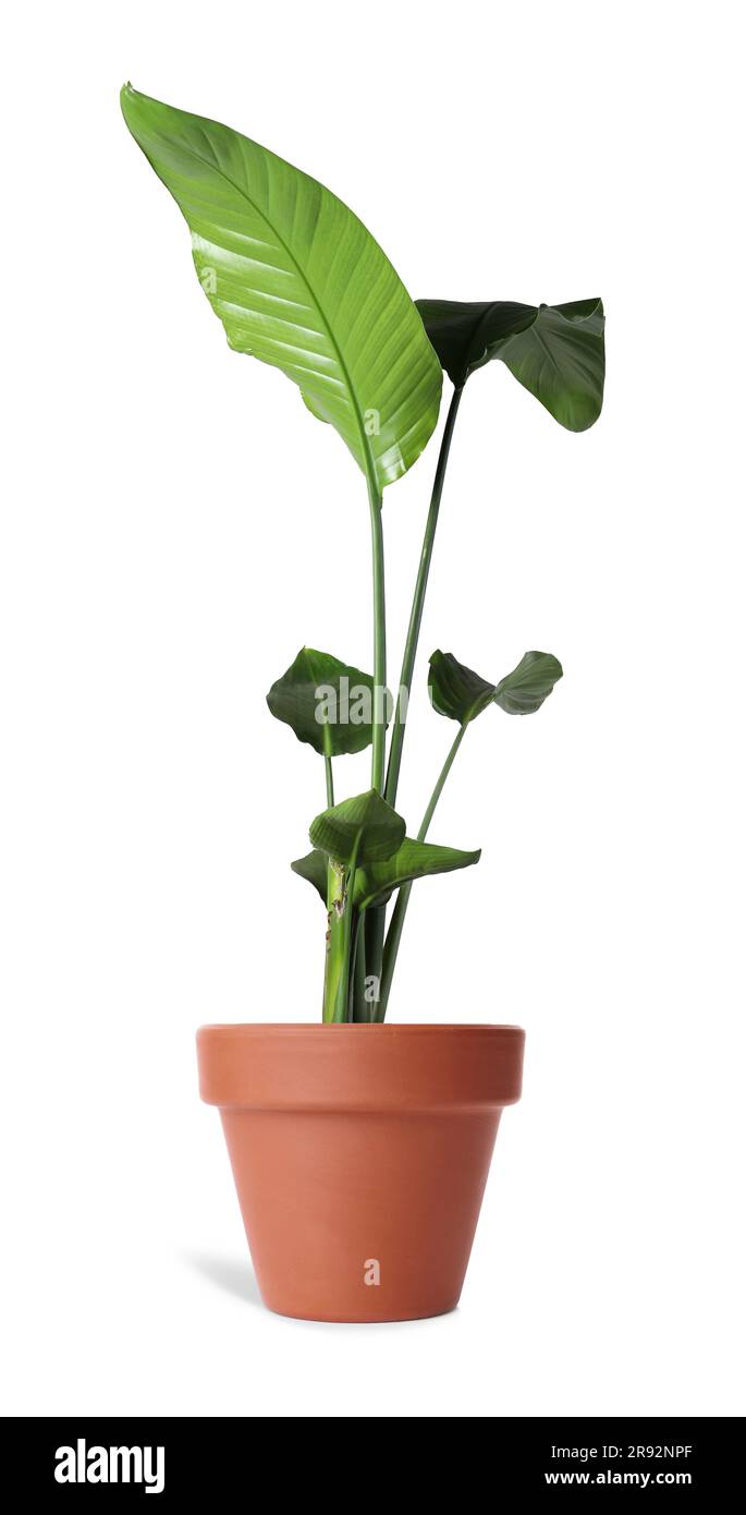 Beautiful houseplant in terracotta pot isolated on white Stock Photo ...