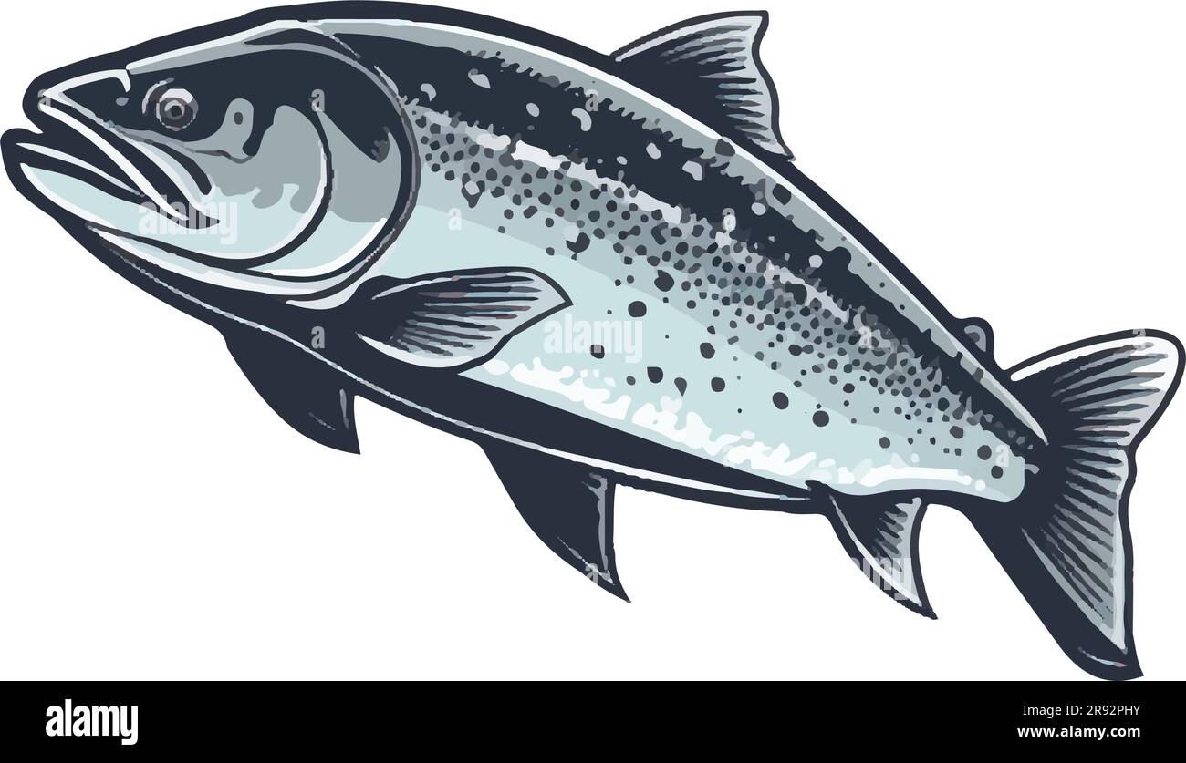 Fresh trout catch , perfect for healthy eating Stock Vector Image & Art
