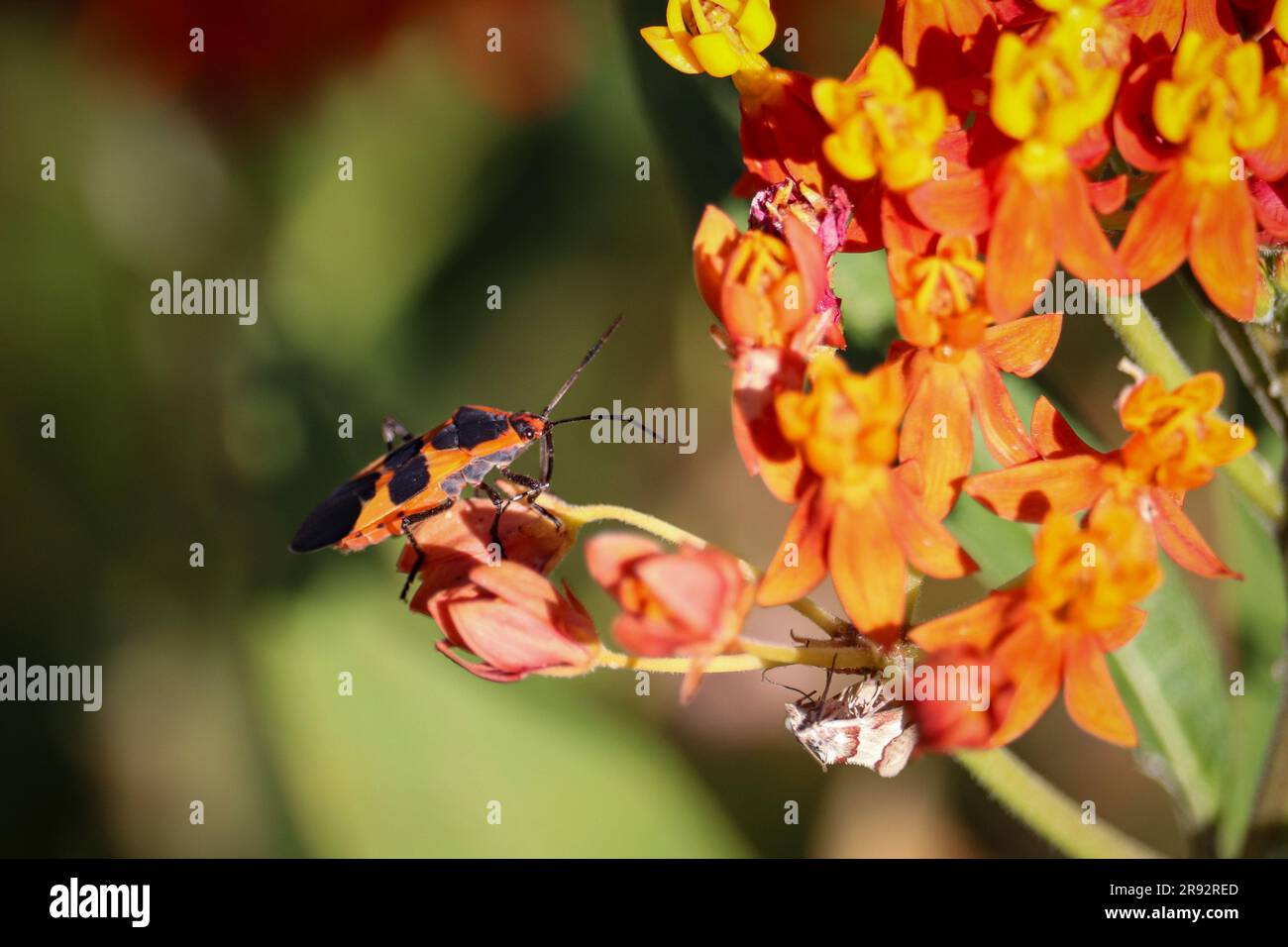 Large milkweed bug or Oncopeltus fasciatus feeding on a milkweed flower in a garden in Gilbert, Arizona. Stock Photo