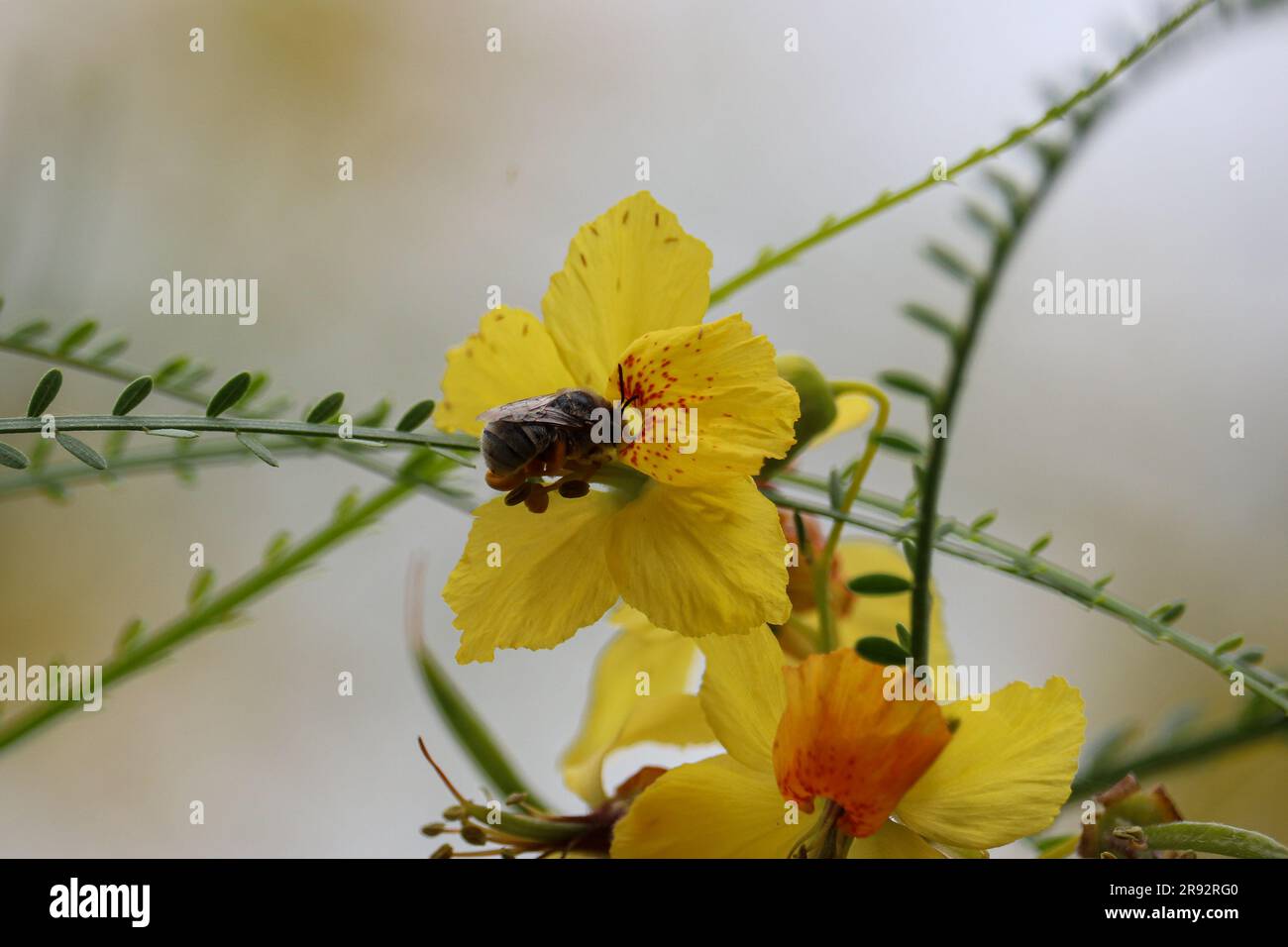 Long-horned bee or Melissodes feeding on pale verde flower at the ...