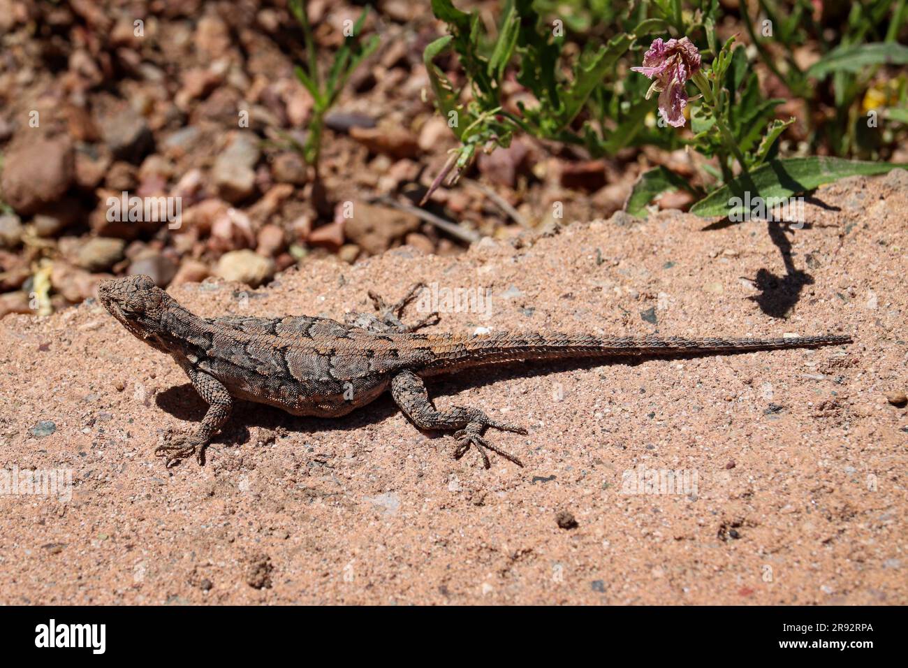 Female Ornate tree lizard or Urosaurus ornatus sunny on concrete at the Payson College Campus in Arizona. Stock Photo