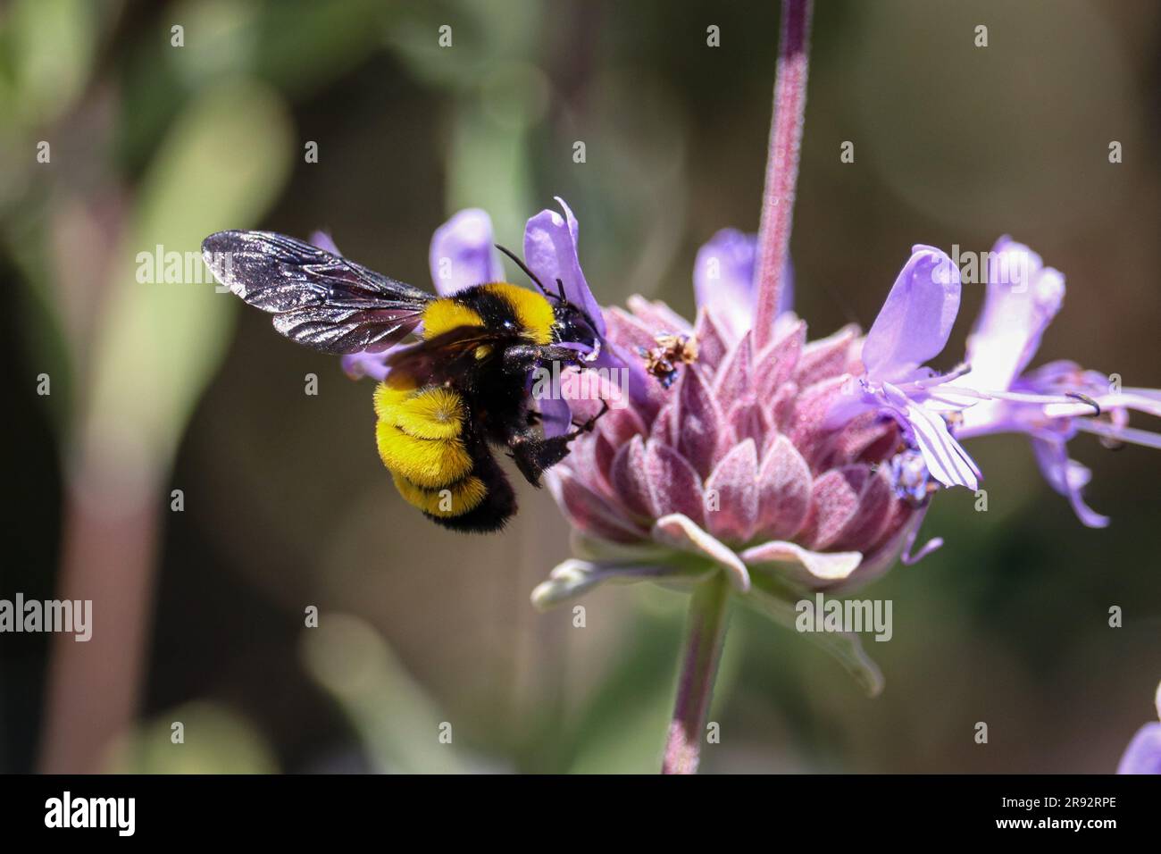 Sonoran bumblebee or Bombus sonorus feeding on some purple flowers at the Home Depot in Payson, Arizona. Stock Photo