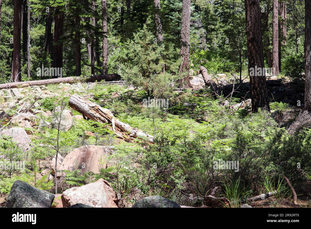 View of the forest from the See Spring Trail near Payson, Arizona. Stock Photo