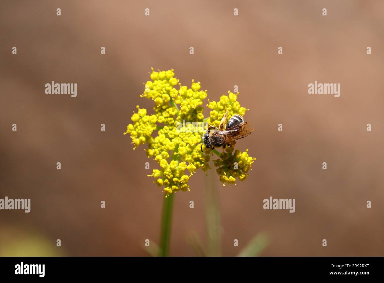 Mountain parsley or Cymopterus lemmonii with a small bee feeding on them at the See Spring trail near Payson, Arizona. Stock Photo