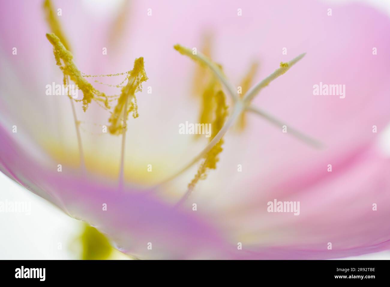 Flower's reproductive parts Stock Photo Alamy