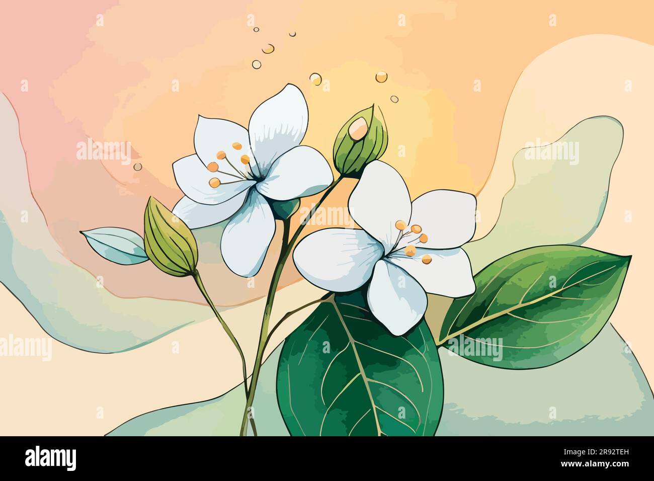 jasmine flower watercolor art Stock Vector Image & Art Alamy