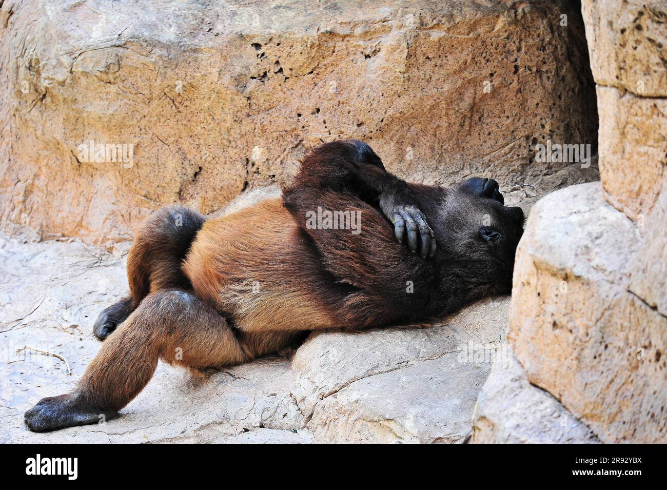 A side view of a large gorilla resting on his back on a hard surface at Glady's Porter Zoo in Brownsville, Texas, U.S.A.. Stock Photo