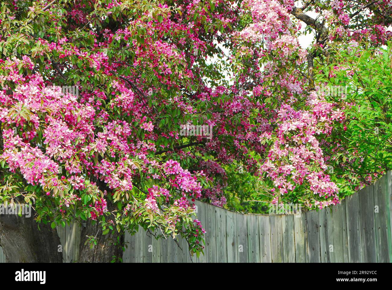 Beautiful pink flowers on branches hanging over an unpainted fence in Thunder Bay, Ontario, Canada. Stock Photo
