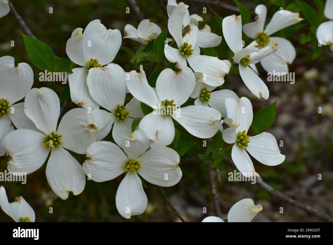 Flowering Dogwood, Cornus Florida, blooms in a showy display in early spring. Often associated with Easter due to the cross shaped flowers. Stock Photo