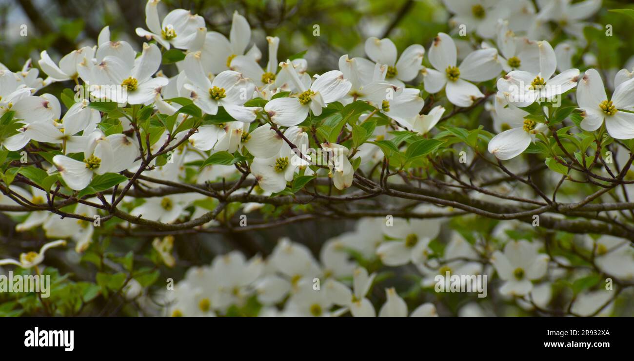 Flowering Dogwood, Cornus Florida, blooms in a showy display in early spring. Often associated with Easter due to the cross shaped flowers. Stock Photo