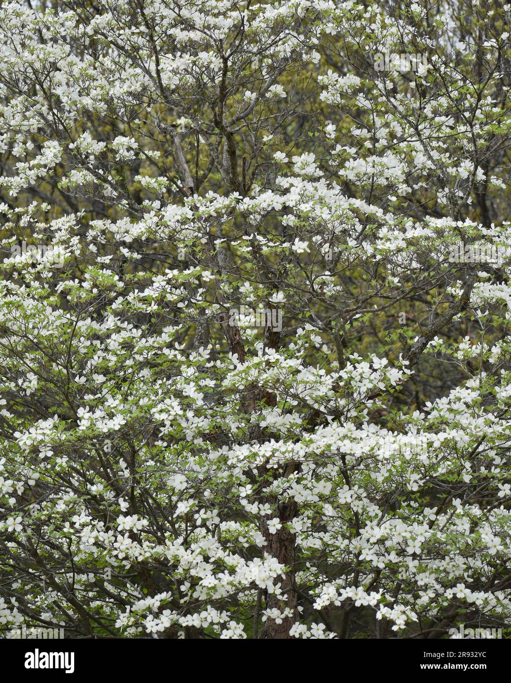 Flowering Dogwood, Cornus Florida, blooms in a showy display in early spring. Often associated with Easter due to the cross shaped flowers. Stock Photo
