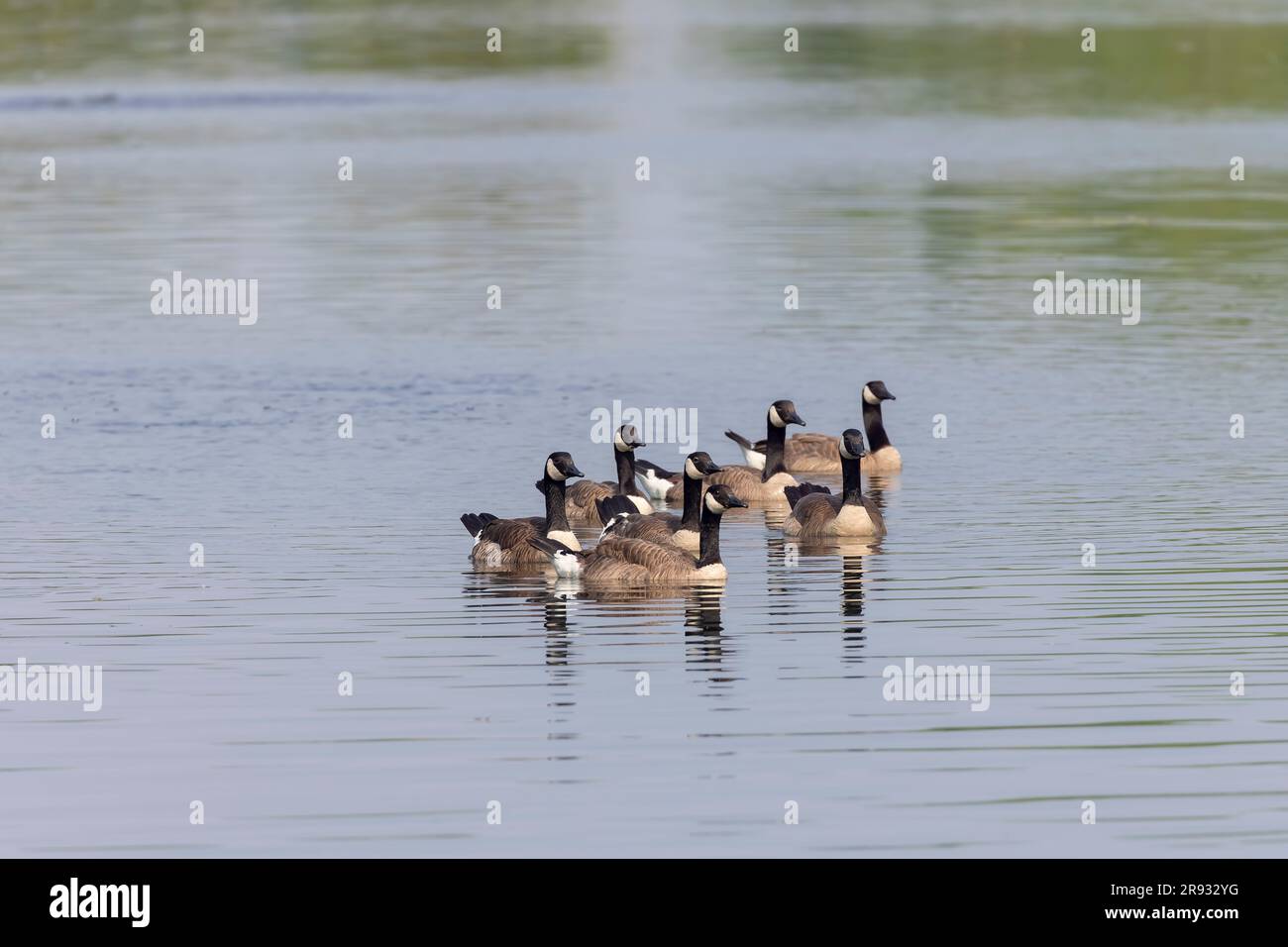Small Flock of Canada geese (Branta canadensis) on the lake Stock Photo
