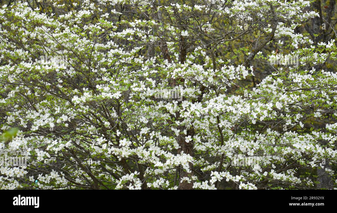 Flowering Dogwood, Cornus Florida, blooms in a showy display in early spring. Often associated with Easter due to the cross shaped flowers. Stock Photo