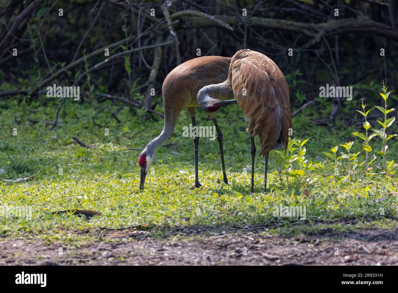 Sandhill cranes in Wisconsin state park.  This bird is one of only two North American endemic crane species Stock Photo
