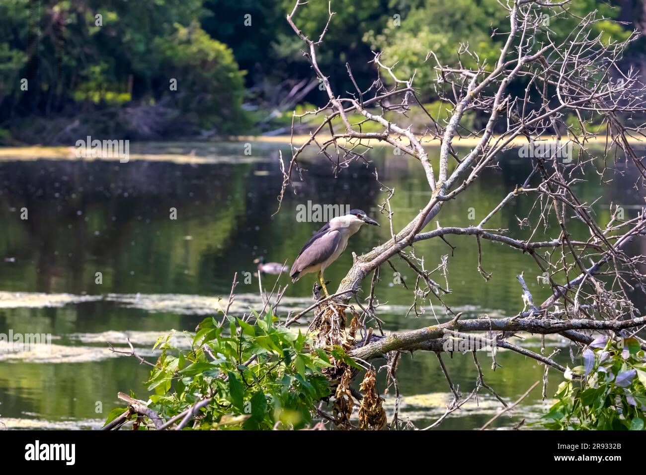 The black-crowned night heron (Nycticorax nycticorax) in the park.   They are the most widespread heron in the world Stock Photo