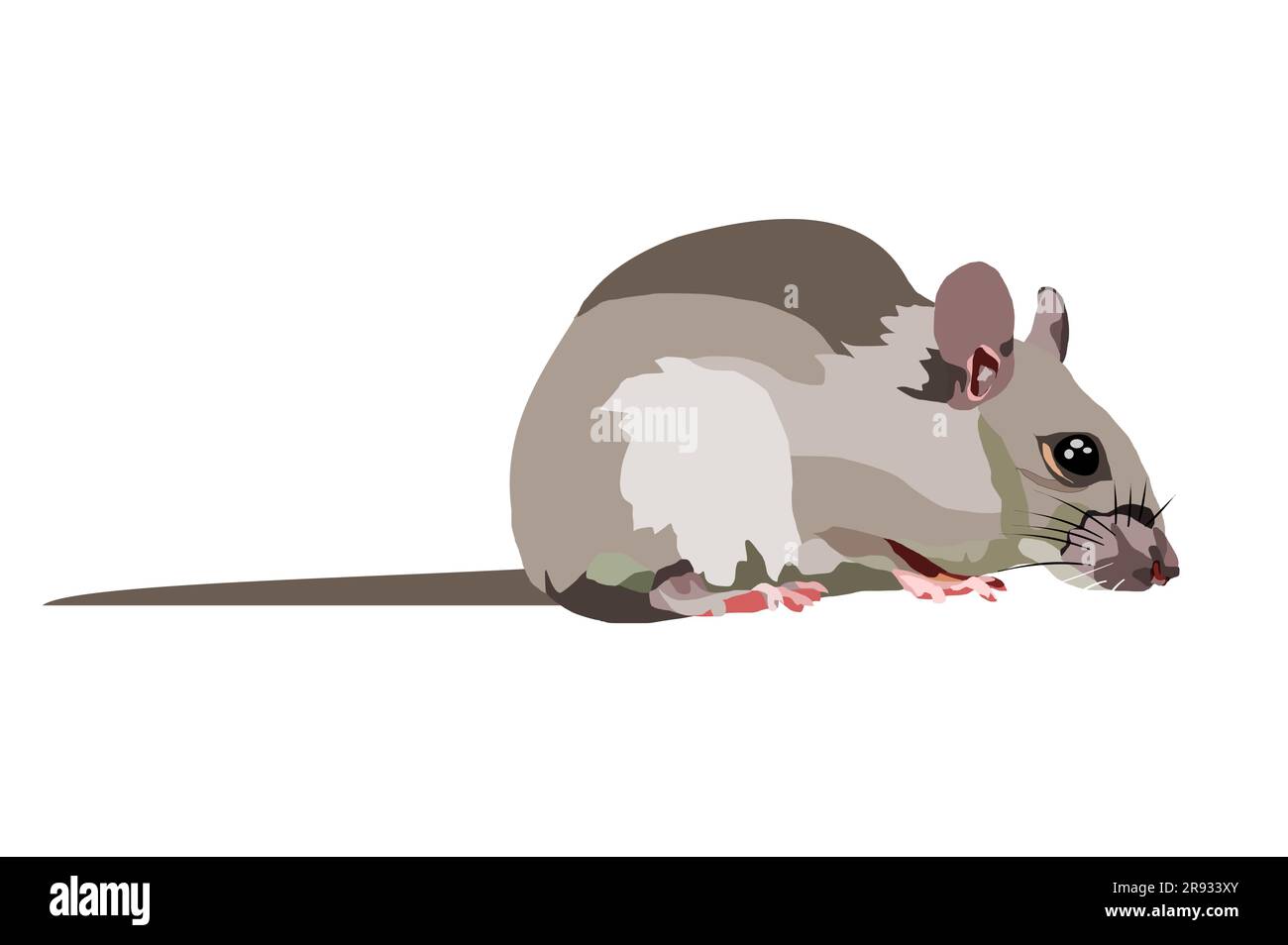 Rat isolate on white background, Mouse is rodents that cause dirt and