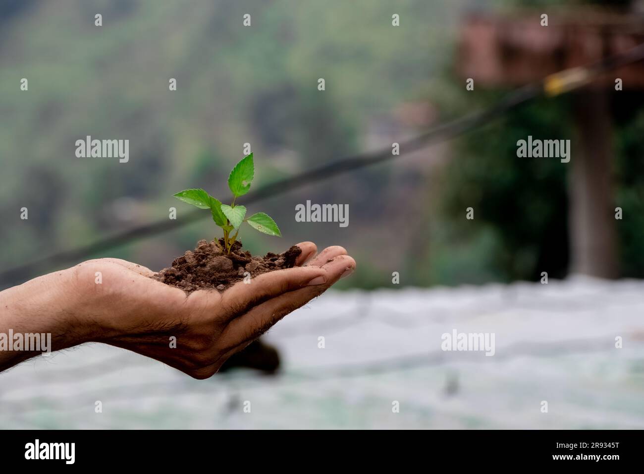 hand holding young plant on green nature background. concept eco earth ...