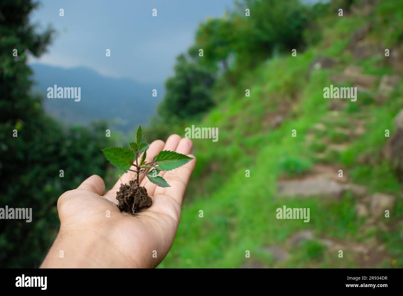 hand holding young plant on green nature background. concept eco earth ...