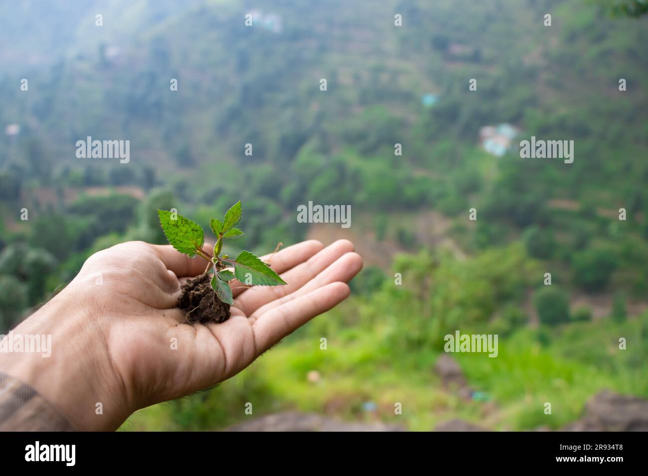 hand holding young plant on green nature background. concept eco earth ...