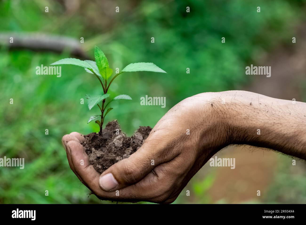 hand holding young plant on green nature background. concept eco earth ...
