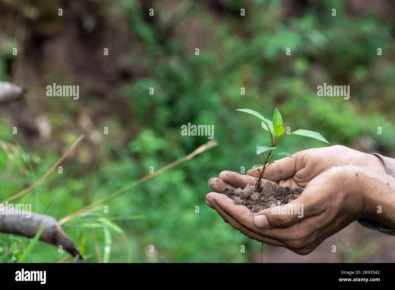 hand holding young plant on green nature background. concept eco earth ...