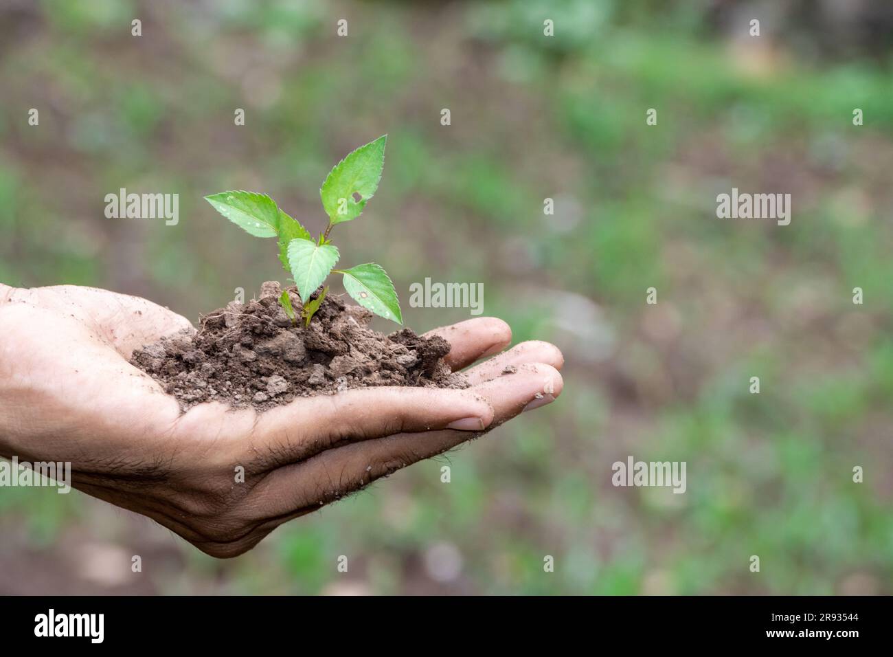 hand holding young plant on green nature background. concept eco earth ...
