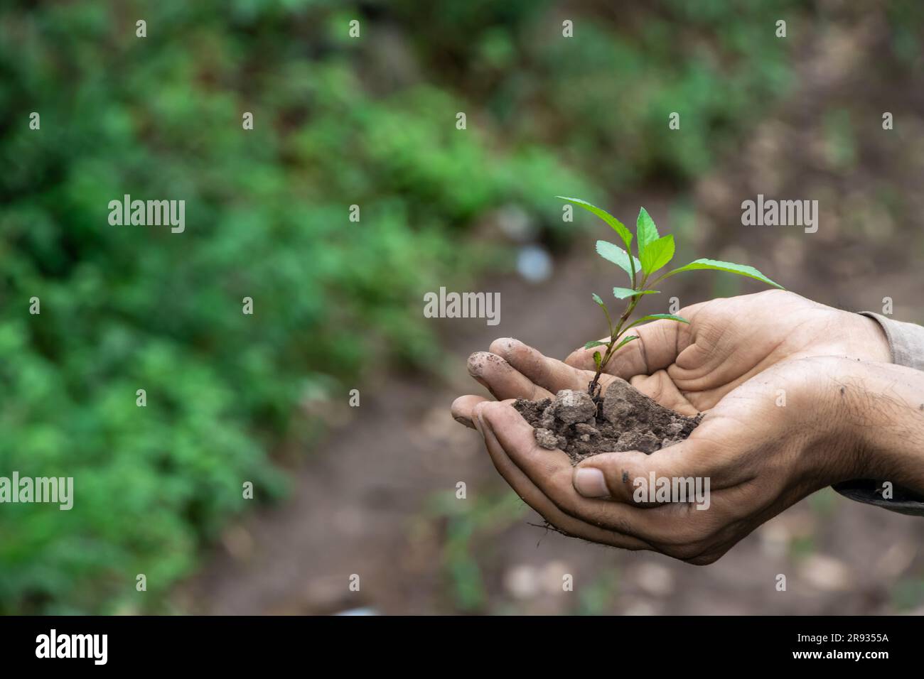 hand holding young plant on green nature background. concept eco earth ...
