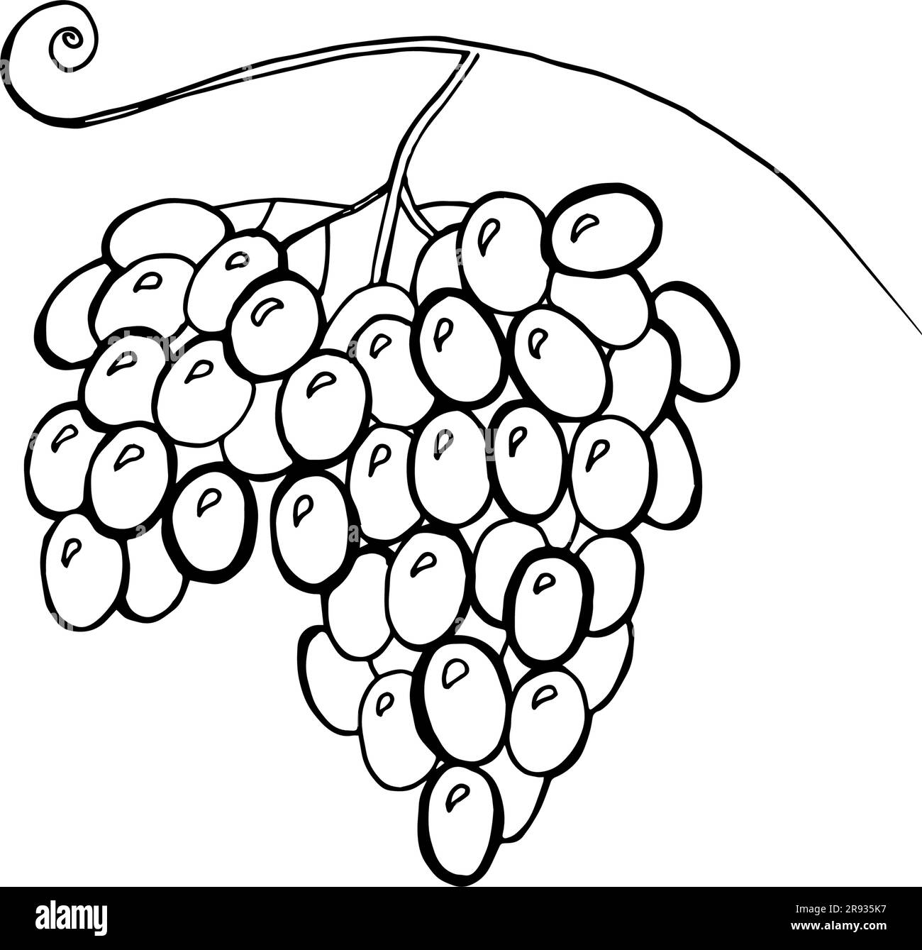 Vector illustration of watercolor grapes, hand drawn. Concept for farmers market, organic food, natural product design, wine package, herbal tea, grap Stock Vector