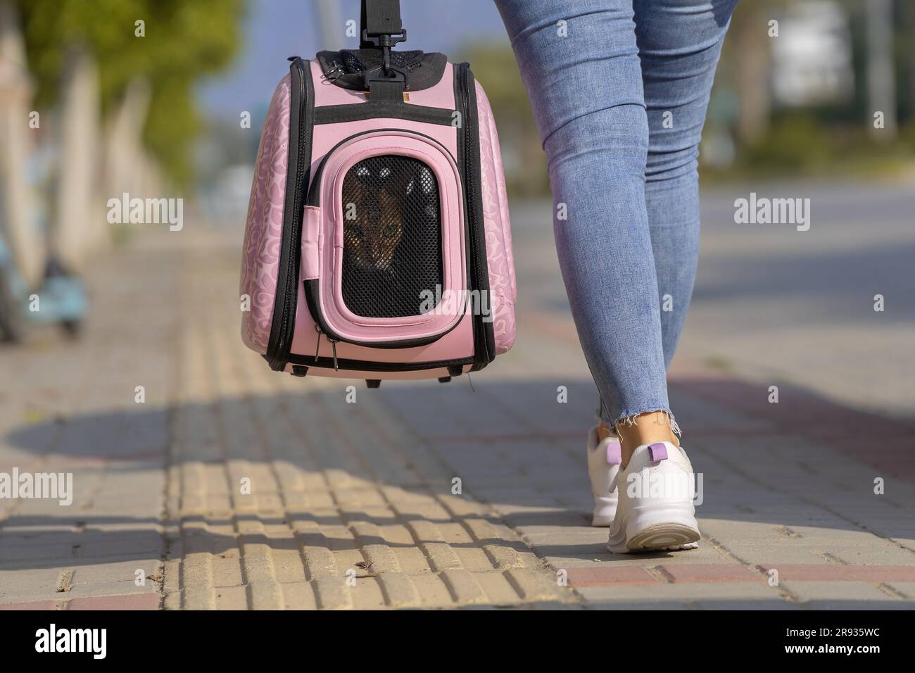 A domestic cat sitting in a cat carrier being carried along the