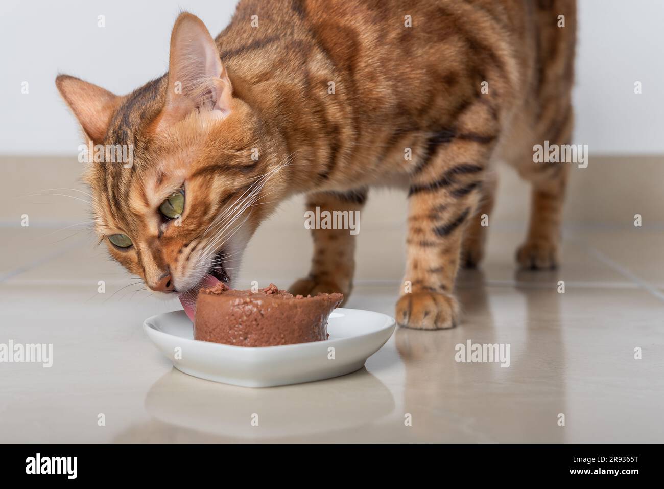 Bengal cat eats its food in the form of pate. Selective focus