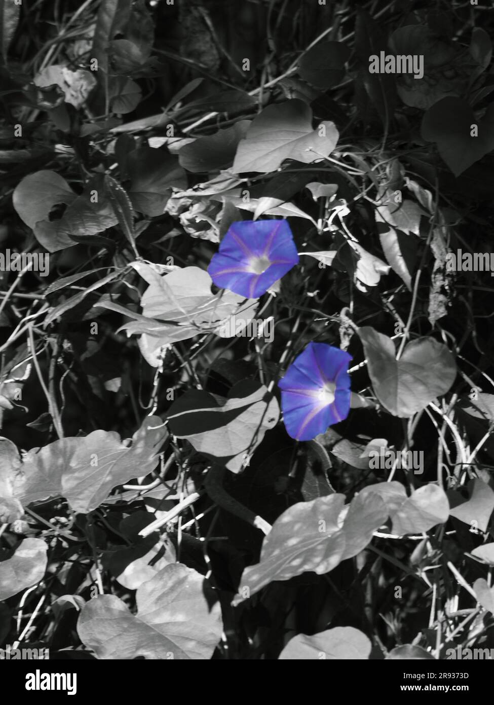 Morning Glory flowers, Partial colour photo, monochrome with purple blooms Stock Photo