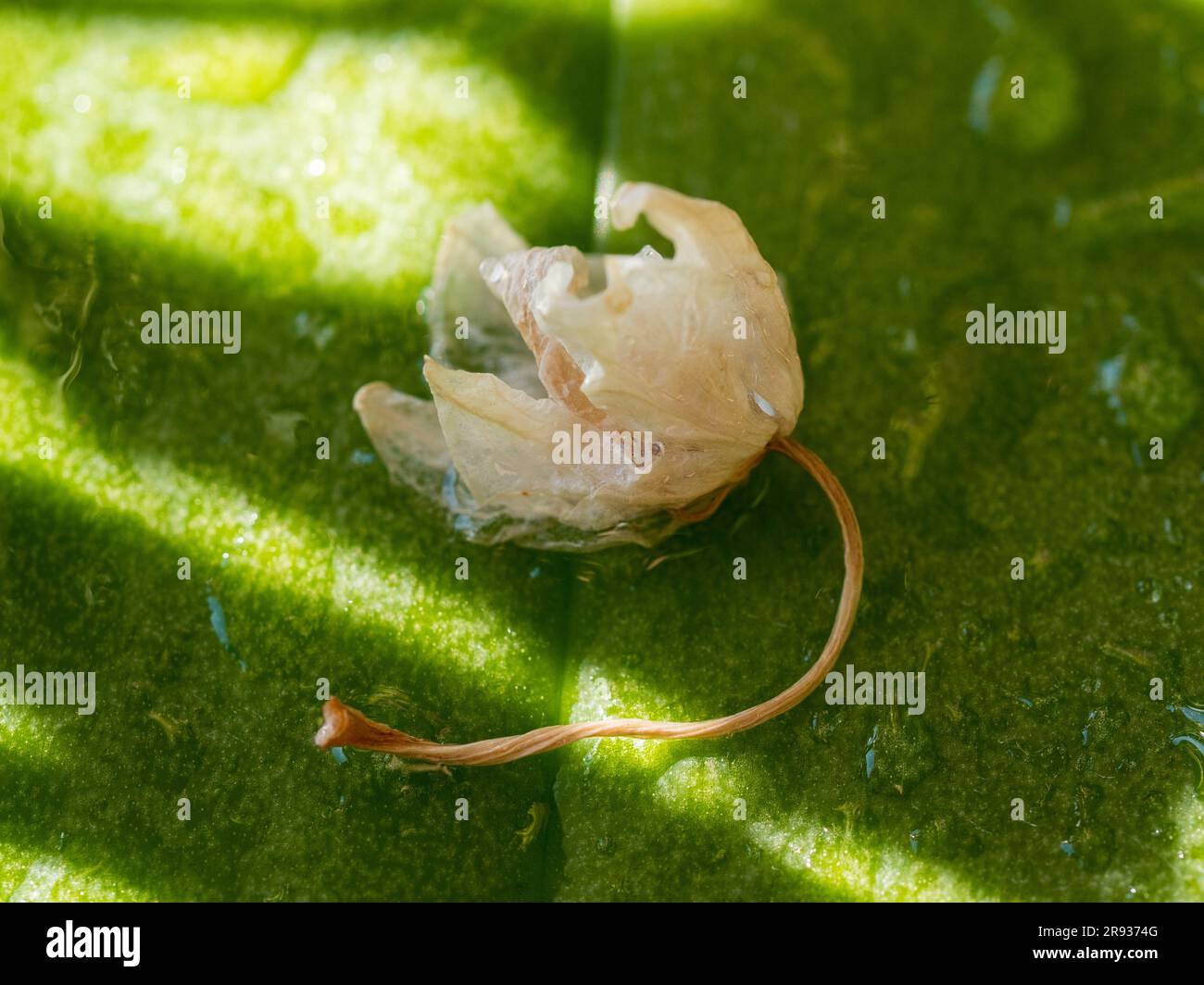 A shrivelled and wilted Moth Orchid flower that has dropped off and