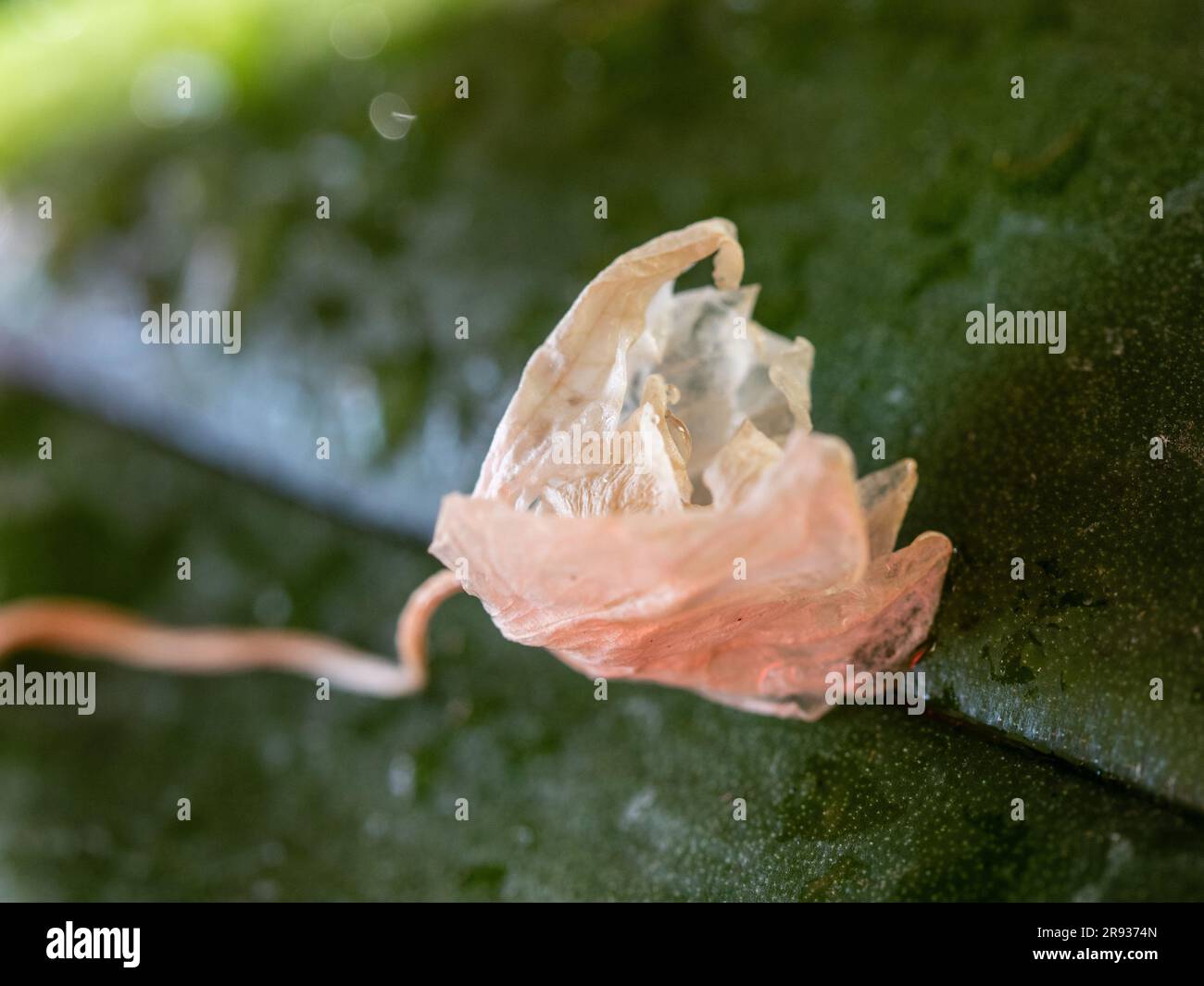 A shrivelled and wilted Moth Orchid flower that has dropped off and