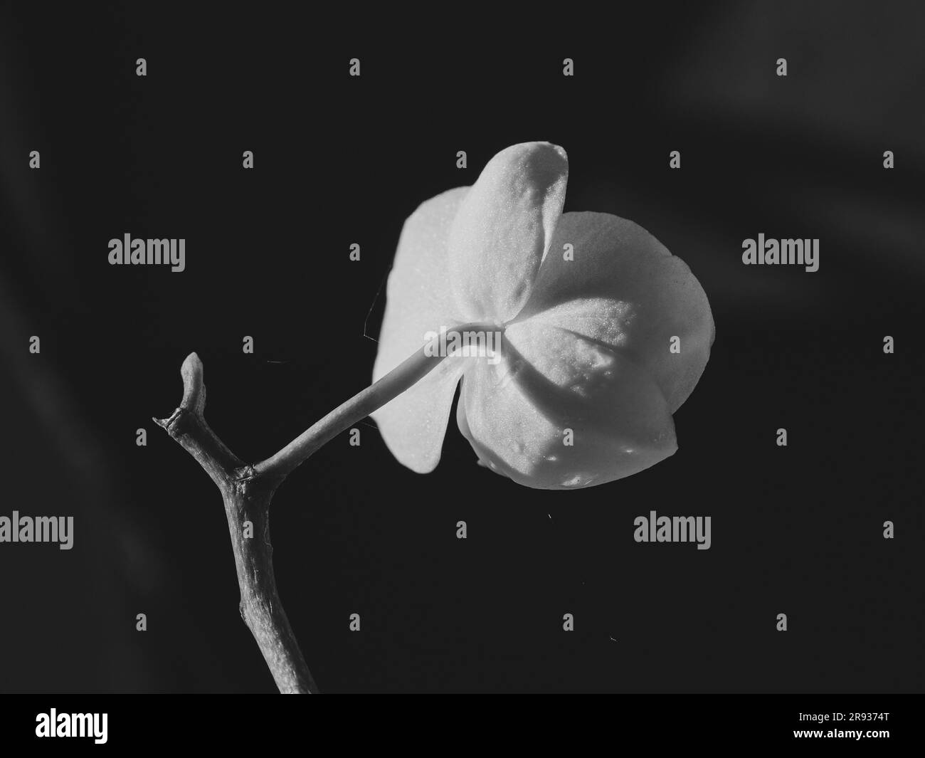 dp black orchid