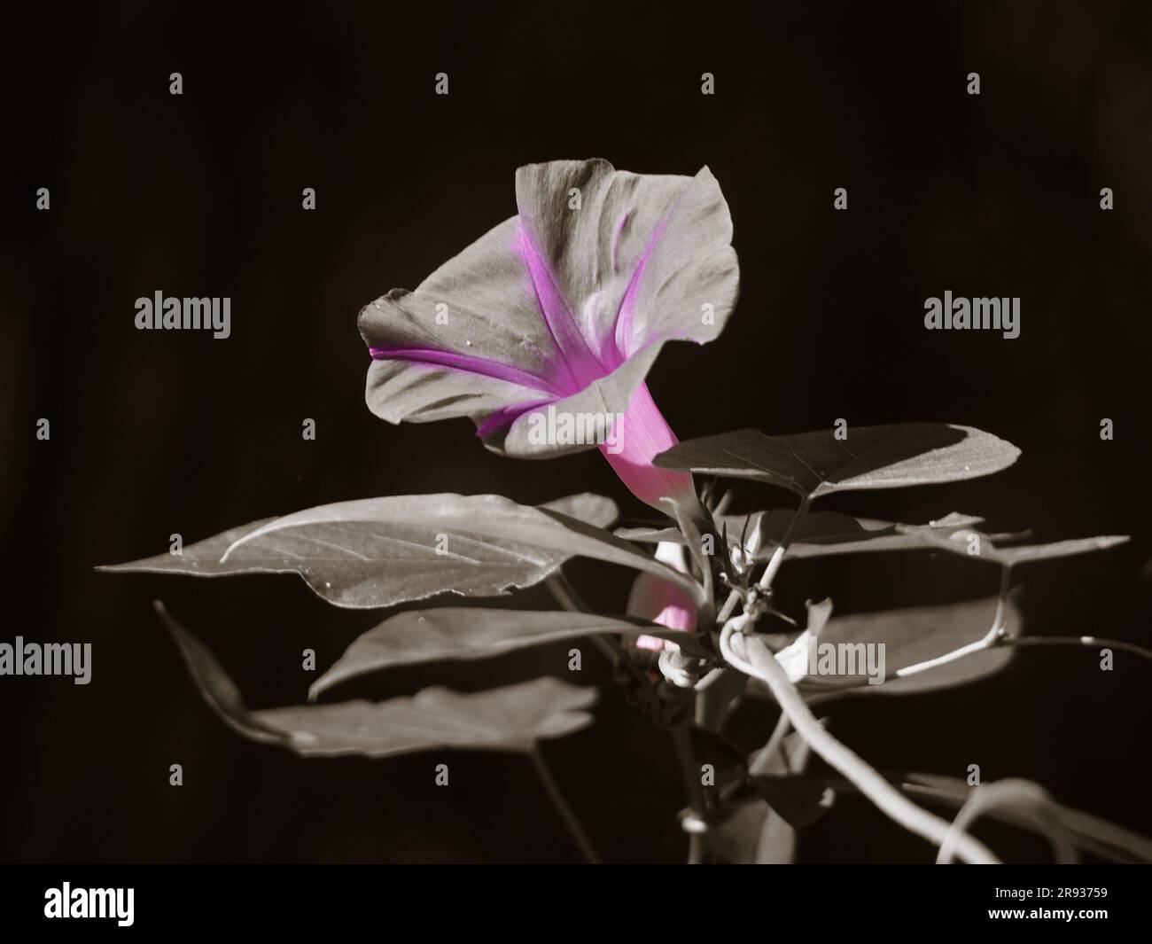 Morning Glory flowers, Partial colour photo, illuminated on a black background with pink and grey flower Stock Photo