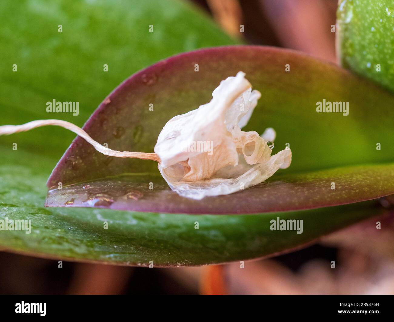 A shrivelling and browning Moth Orchid flower, fallen onto one of its