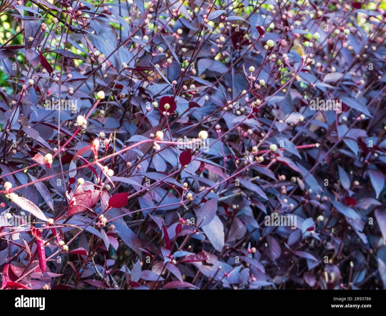Amaranthaceae plant, Burgundy Joy Weed, Dark purple red leaves Stock Photo