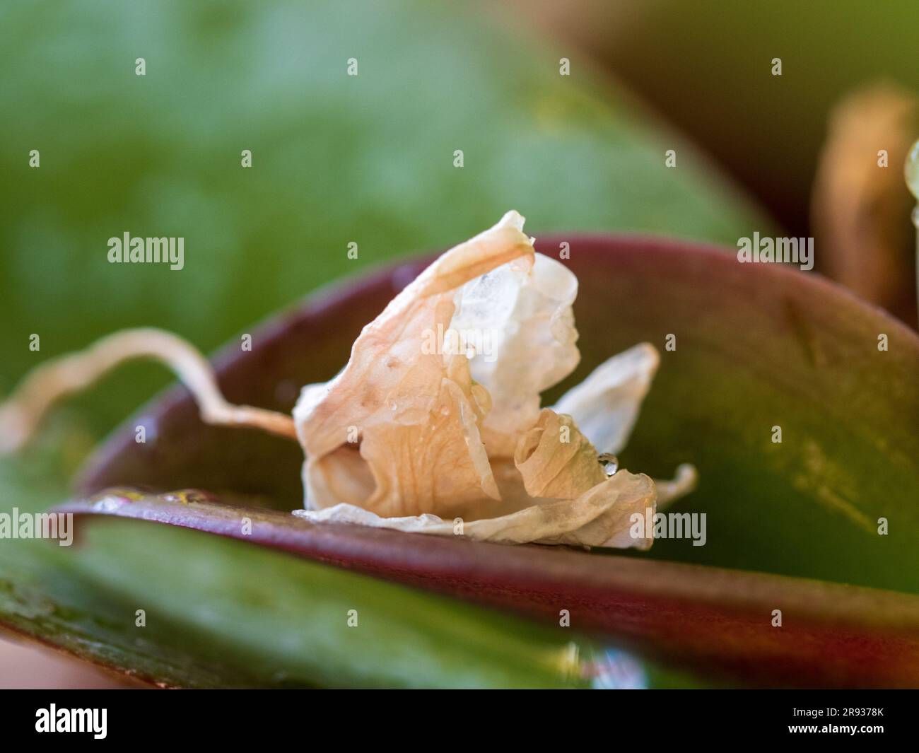 A shrivelled and wilted Moth Orchid flower, fallen and resting on one