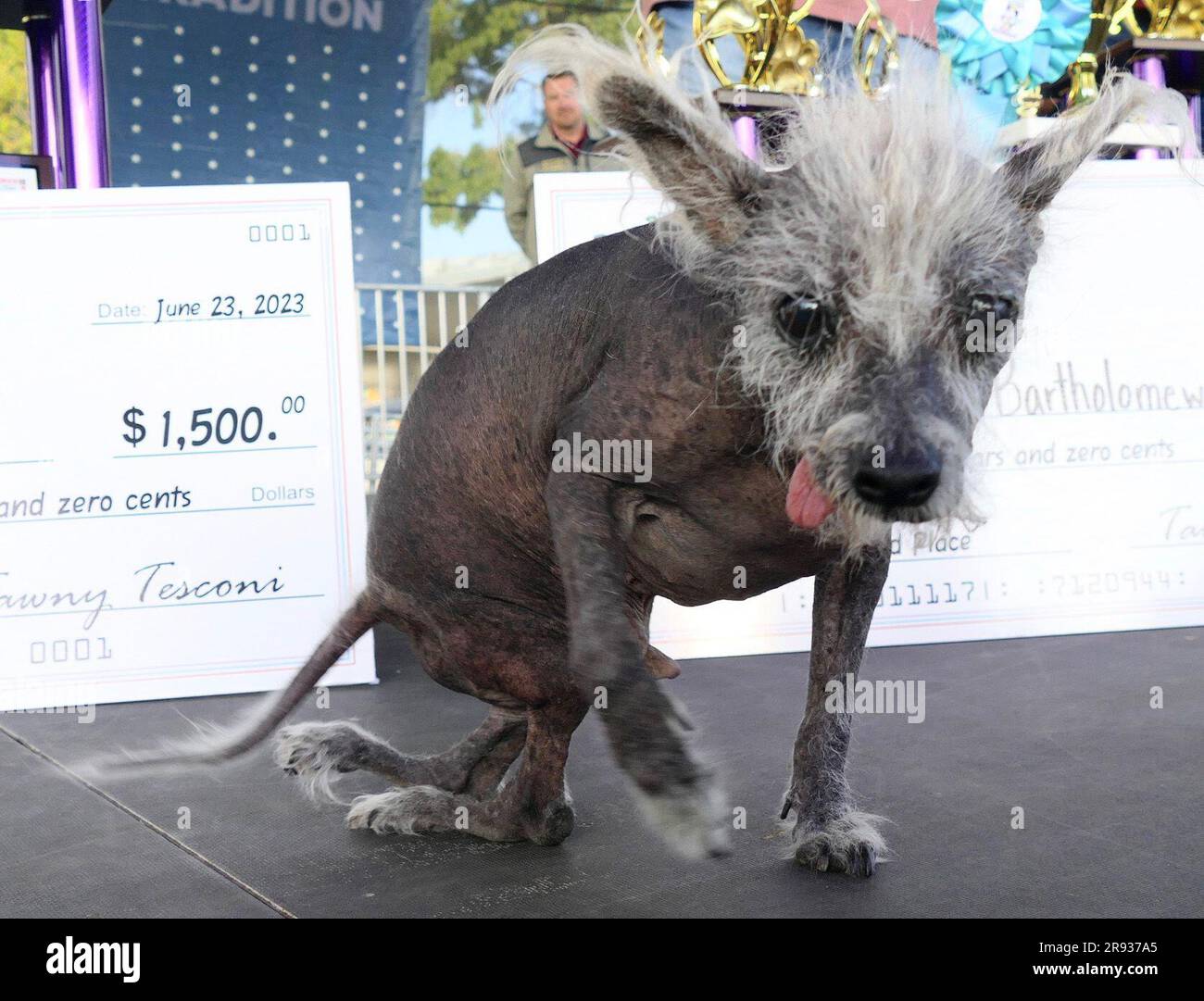 Petaluma, USA. 23rd June, 2023. Scooter, a sevenyearold Chinese crested dog, sits on stage