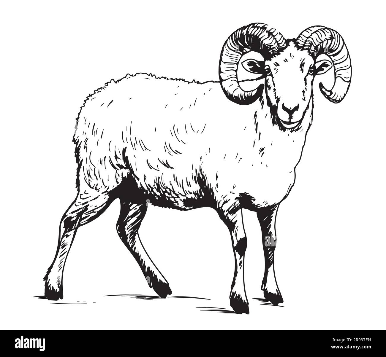 Sheep ram sketch hand drawn in doodle style Farming illustration Stock