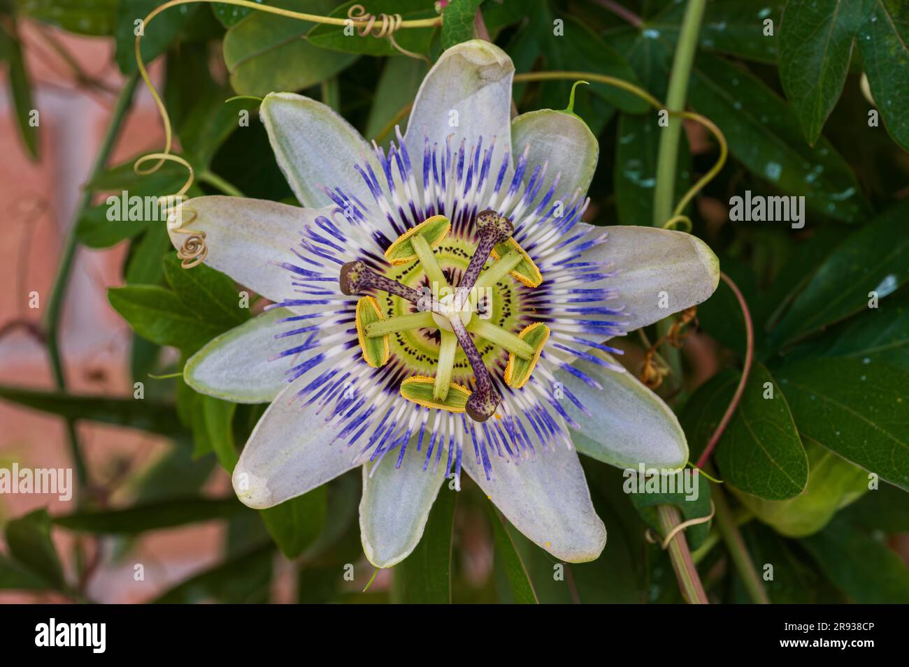 Passiflora L. is a genus of plants of the Passifloraceae family which includes over 570 species of perennial and annual herbaceous plants, shrubs with Stock Photo