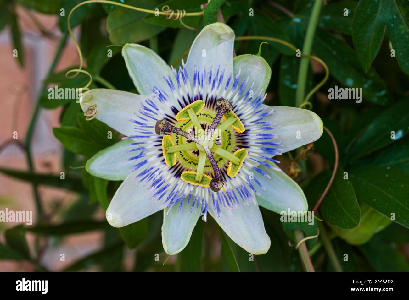 Passiflora L. is a genus of plants of the Passifloraceae family which includes over 570 species of perennial and annual herbaceous plants, shrubs with Stock Photo