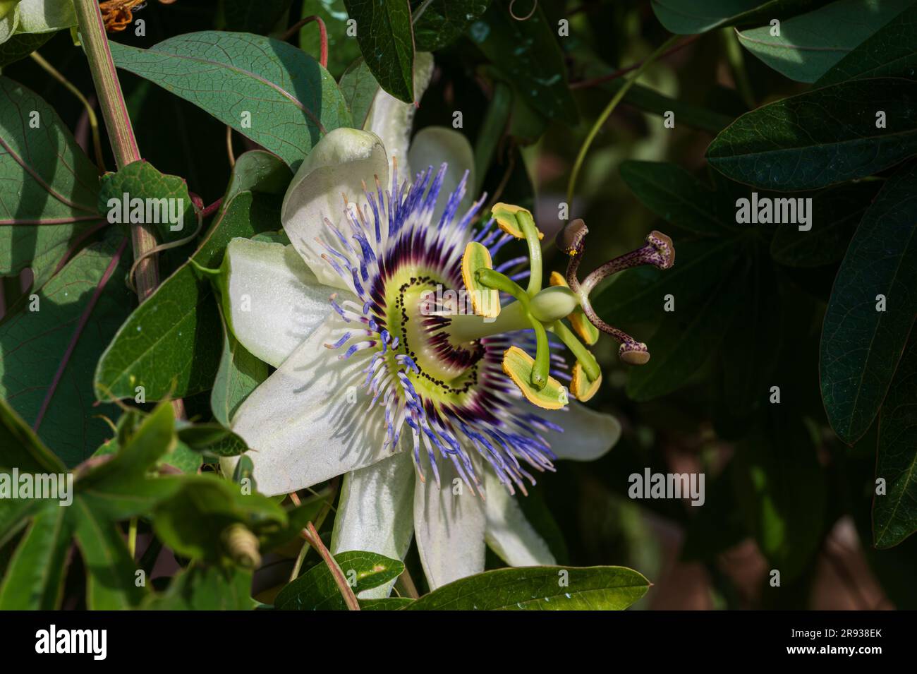Passiflora L. is a genus of plants of the Passifloraceae family which includes over 570 species of perennial and annual herbaceous plants, shrubs with Stock Photo