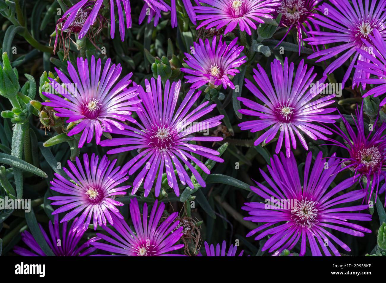 The mesembriantemo is a small succulent plant that forms compact or hanging bearings and, during flowering, covered with bright colors. Stock Photo